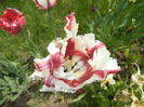 Tulipa Flaming Parrot (2015, May 05)