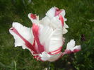 Tulipa Flaming Parrot (2015, May 05)