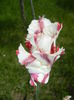 Tulipa Flaming Parrot (2015, May 05)