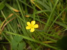 Oxalis stricta (2015, May 11)