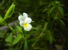 Viola arvensis_Field Pansy ('15, May 16)