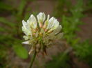 Trifolium repens (2015, May 12)