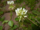 Trifolium repens (2015, May 12)
