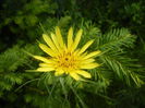 Tragopogon dubius (2015, May 16)