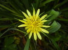 Tragopogon dubius (2015, May 16)