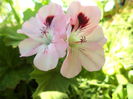 DSC03925