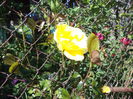 DSC03930