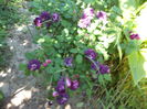 DSC03931