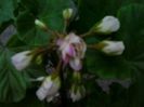 appleblosum rosebud