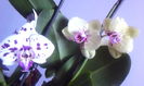 2015-05-31 15.53.46