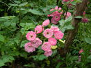 DSCN8508