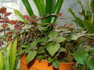 DSCN8526