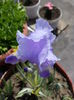 496 Iris variegat (albastru deschis)