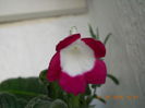 rose halo