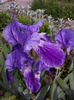 529 Iris cu striatii (albastru deschis cu albastru inchis)