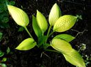 Hosta Janett