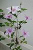 clematis Marmori