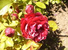 Rosa Deep Impretion