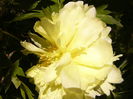 Paeonia Yellow Crown
