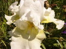 Iris Lady Bocoven