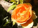 Rosa Pat Austin