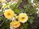Rosa Bessy