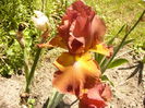Iris Trail West