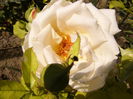 P1240530