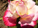 Rosa Double Delight