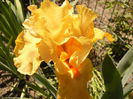 Iris Sky Fire