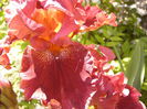 Iris Play With Fire