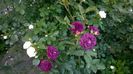WP_20150530_247
