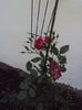 DSC07765 (2)