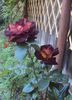 DSC07806