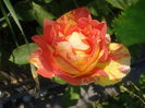 Rose de Cistersien