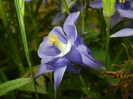 Aquilegia Blue (2015, May 11)