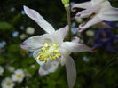 Aquilegia White (2015, May 11)