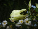 Aquilegia White (2015, May 11)