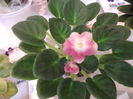 DSCF7525
