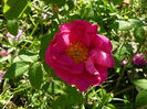 Rosa Galica Oficinalis-Rose de Lancaster