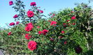 IMG_20150531_080038[1]