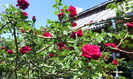 IMG_20150601_131340[1]