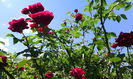 IMG_20150601_131416[1]