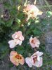 20150530_083614