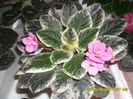 SAM_9756