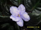 SAM_9781