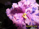 SAM_9795