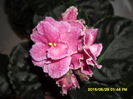 SAM_9796