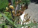 semnele infloririi (1)