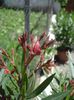 semnele infloririi (5)